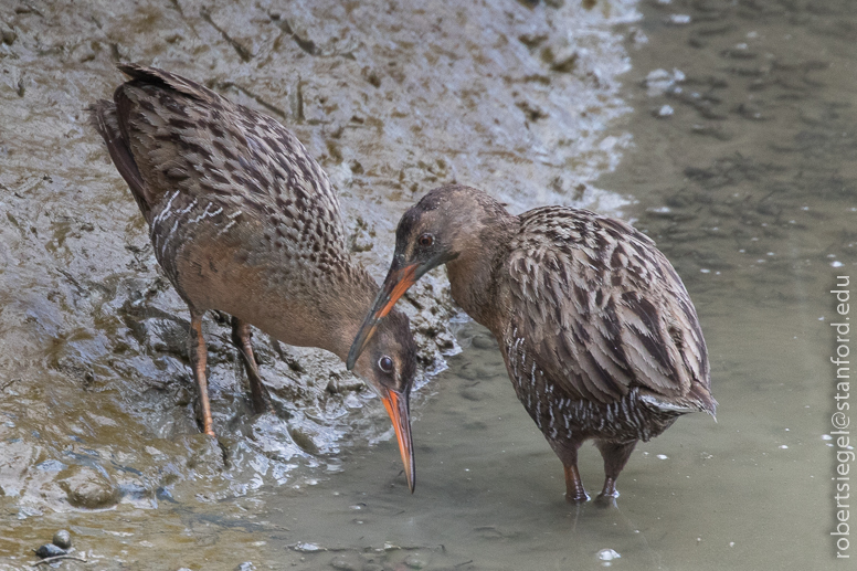 palo alto baylands